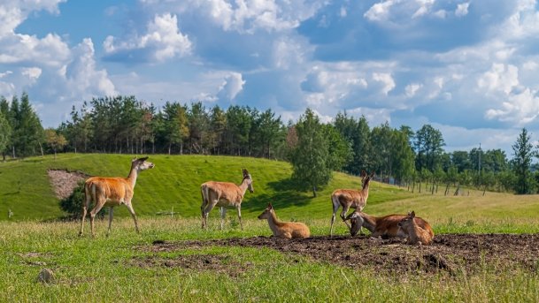 Zoo Safari - zdjęcie 5