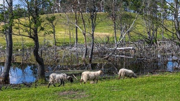 Zoo Safari - zdjęcie 4