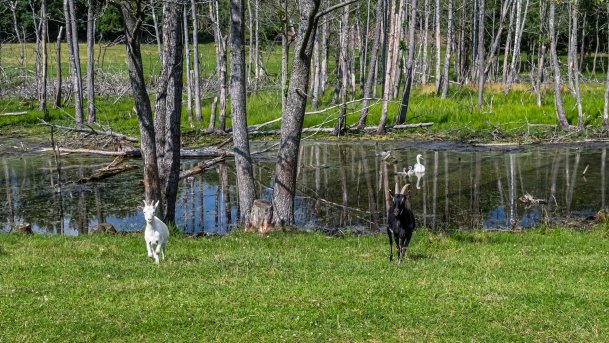 Zoo Safari - zdjęcie 3