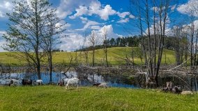 Zoo Safari - Okrągłe 2020