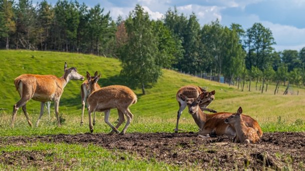 Zoo Safari - zdjęcie 1