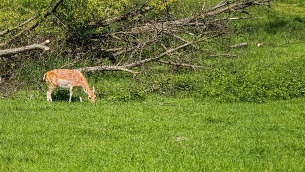 Stacja Badawcza Instytutu Parazytologii PAN - zdjęcie 4