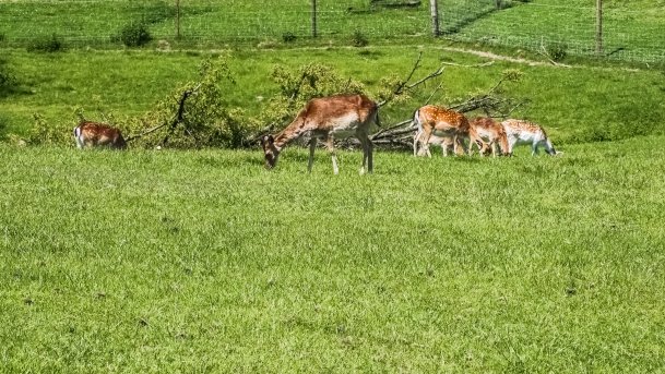 Stacja Badawcza Instytutu Parazytologii PAN - zdjęcie 3