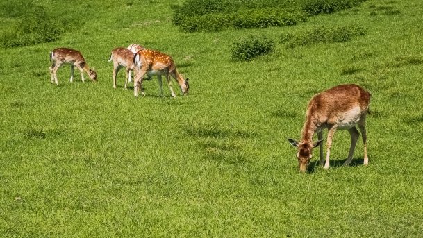 Stacja Badawcza Instytutu Parazytologii PAN - zdjęcie 2