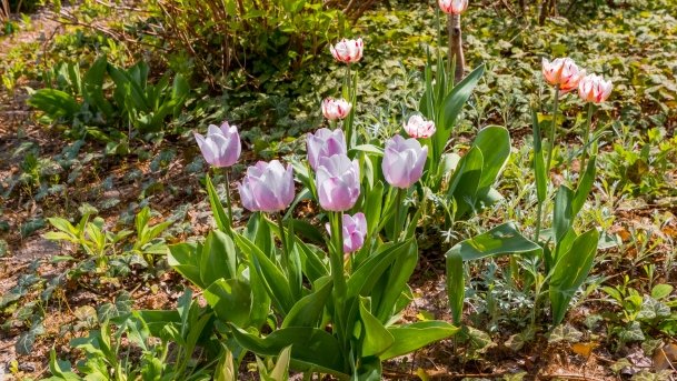 Ogrody Pokazowe i Motylarnia - zdjęcie 45