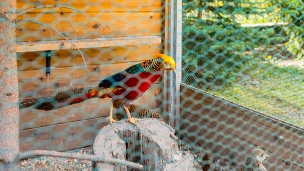 Ogrody Pokazowe i Motylarnia - zdjęcie 44