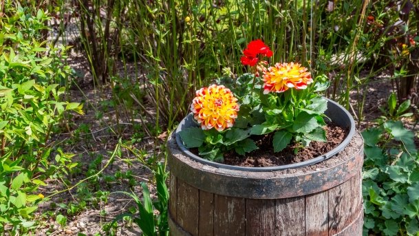 Ogrody Pokazowe i Motylarnia - zdjęcie 27