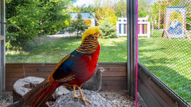 Ogrody Pokazowe i Motylarnia - zdjęcie 23