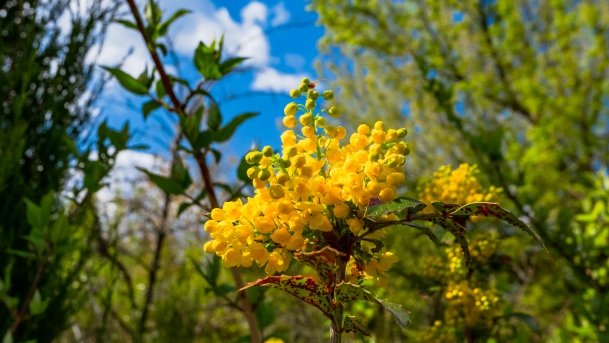 Ogrody Pokazowe i Motylarnia - zdjęcie 22