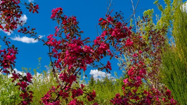 Ogrody Pokazowe i Motylarnia - zdjęcie 19