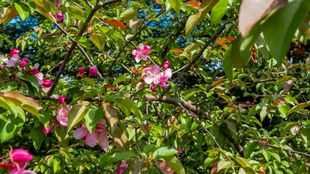 Ogrody Pokazowe i Motylarnia - zdjęcie 8