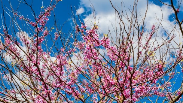 Ogrody Pokazowe i Motylarnia - zdjęcie 7