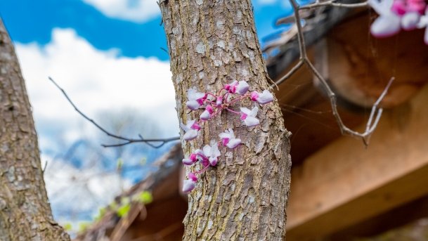 Ogrody Pokazowe i Motylarnia - zdjęcie 5