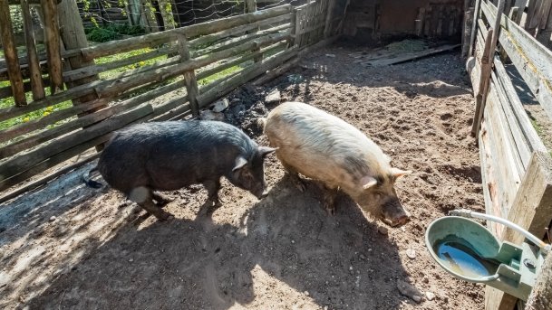 Mini Zoo w Polskiej Wsi - zdjęcie 60