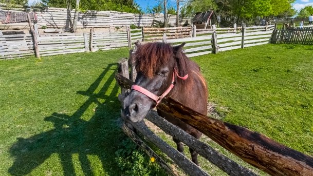 Mini Zoo w Polskiej Wsi - zdjęcie 59
