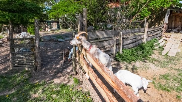 Mini Zoo w Polskiej Wsi - zdjęcie 54