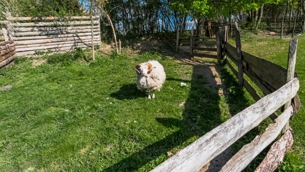 Mini Zoo w Polskiej Wsi - zdjęcie 53