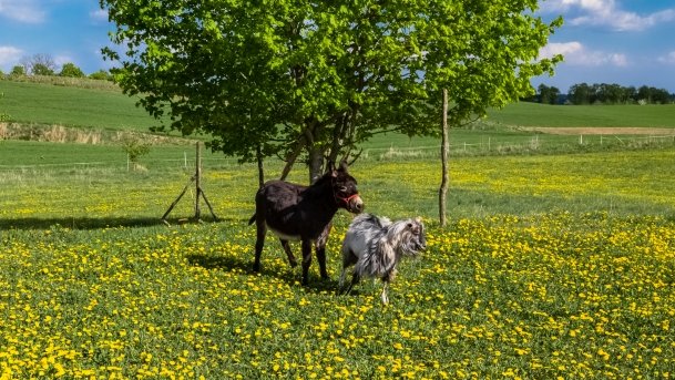 Mini Zoo w Polskiej Wsi - zdjęcie 50