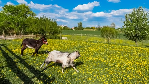 Mini Zoo w Polskiej Wsi - zdjęcie 48