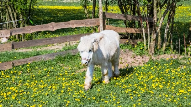 Mini Zoo w Polskiej Wsi - zdjęcie 47
