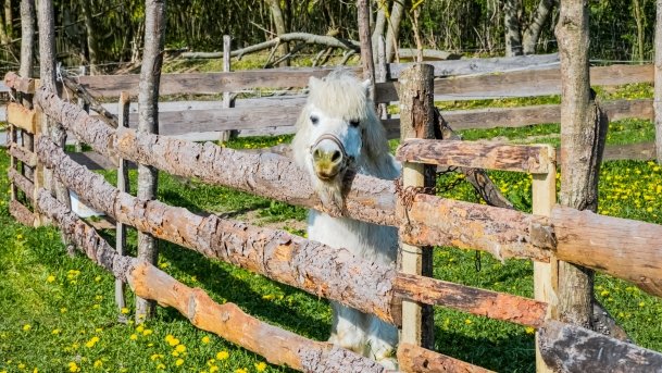 Mini Zoo w Polskiej Wsi - zdjęcie 45