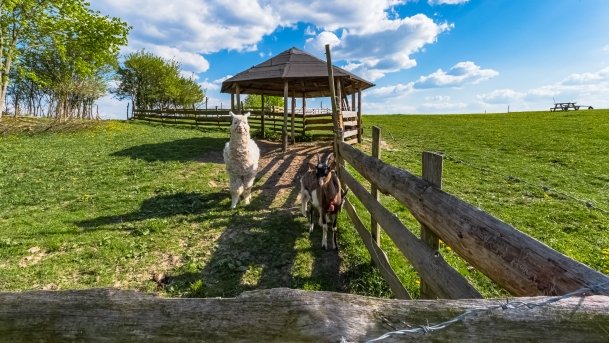 Mini Zoo w Polskiej Wsi - zdjęcie 43