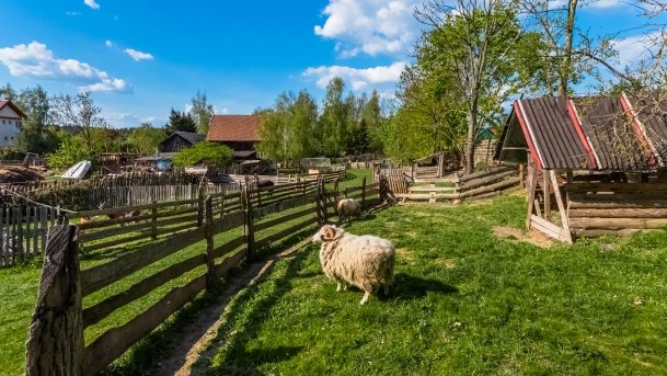 Mini Zoo w Polskiej Wsi - zdjęcie 41