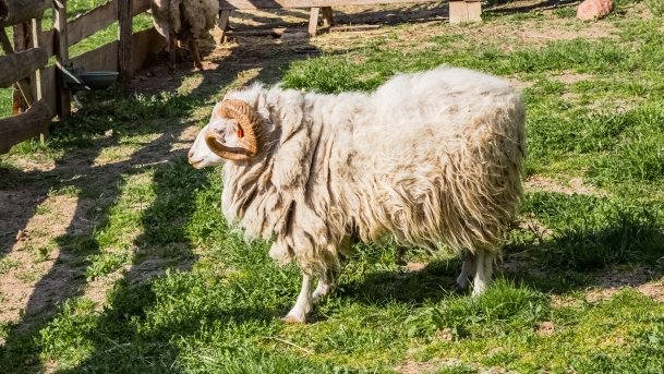 Mini Zoo w Polskiej Wsi - zdjęcie 40