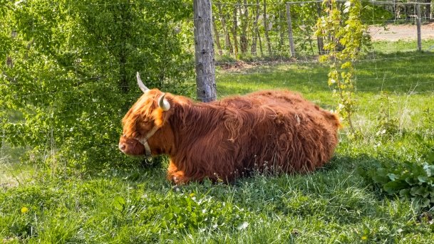 Mini Zoo w Polskiej Wsi - zdjęcie 38