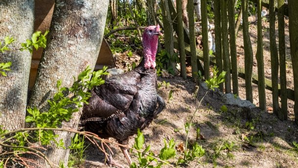 Mini Zoo w Polskiej Wsi - zdjęcie 37