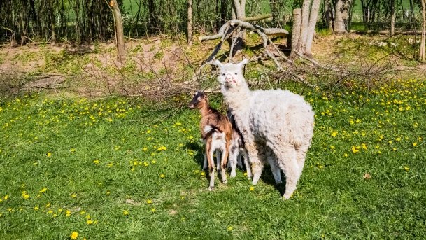 Mini Zoo w Polskiej Wsi - zdjęcie 35