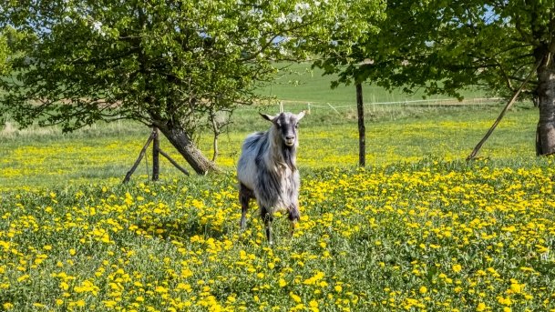 Mini Zoo w Polskiej Wsi - zdjęcie 34