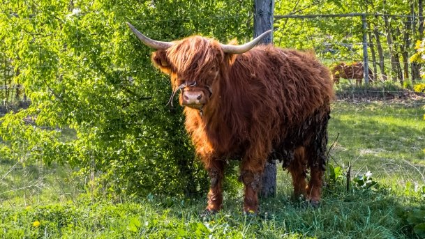 Mini Zoo w Polskiej Wsi - zdjęcie 33