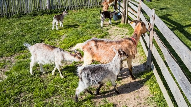 Mini Zoo w Polskiej Wsi - zdjęcie 32