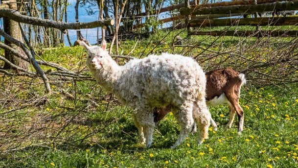 Mini Zoo w Polskiej Wsi - zdjęcie 31