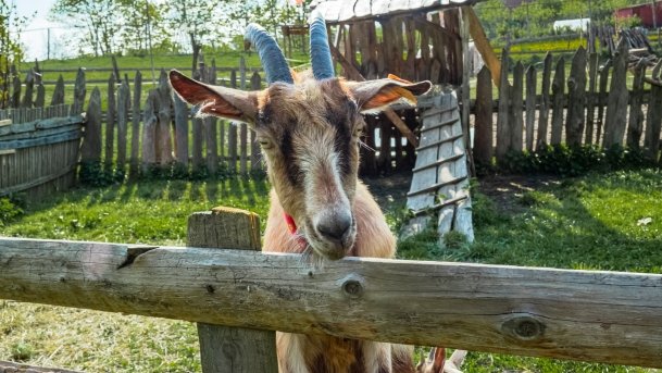 Mini Zoo w Polskiej Wsi - zdjęcie 30