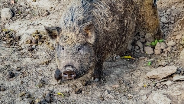 Mini Zoo w Polskiej Wsi - zdjęcie 29