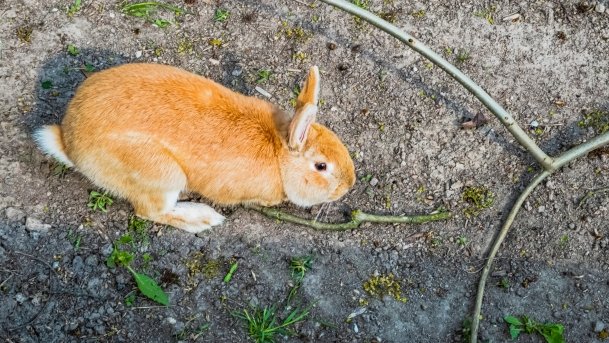Mini Zoo w Polskiej Wsi - zdjęcie 28