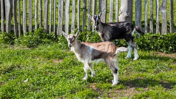 Mini Zoo w Polskiej Wsi - zdjęcie 27