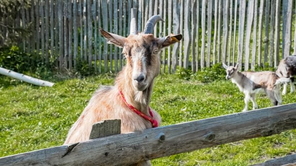 Mini Zoo w Polskiej Wsi - zdjęcie 26