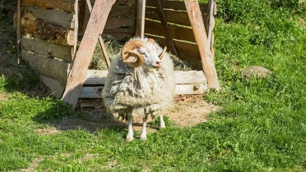 Mini Zoo w Polskiej Wsi - zdjęcie 25