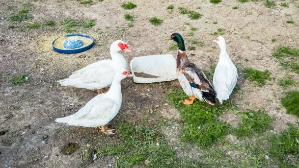 Mini Zoo w Polskiej Wsi - zdjęcie 24