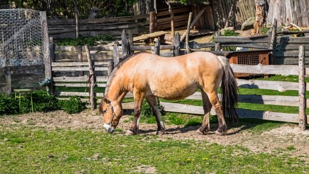 Mini Zoo w Polskiej Wsi - zdjęcie 23