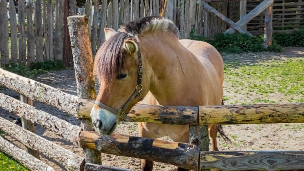 Mini Zoo w Polskiej Wsi - zdjęcie 22