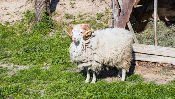 Mini Zoo w Polskiej Wsi - zdjęcie 21