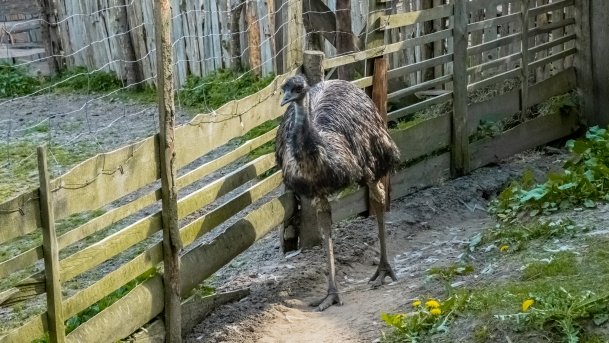 Mini Zoo w Polskiej Wsi - zdjęcie 20