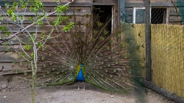 Mini Zoo w Polskiej Wsi - zdjęcie 19