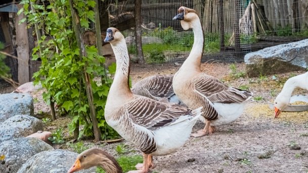 Mini Zoo w Polskiej Wsi - zdjęcie 18