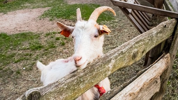 Mini Zoo w Polskiej Wsi - zdjęcie 17