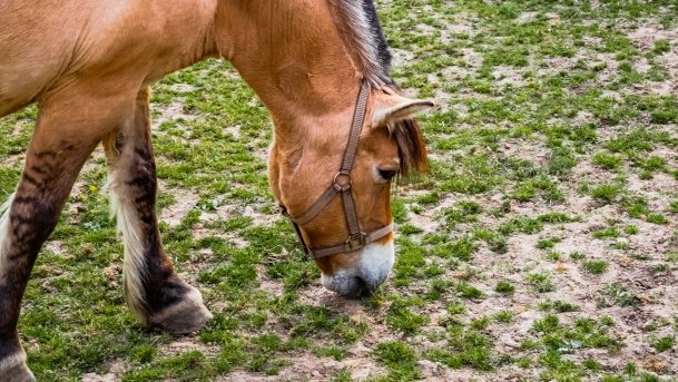 Mini Zoo w Polskiej Wsi - zdjęcie 16